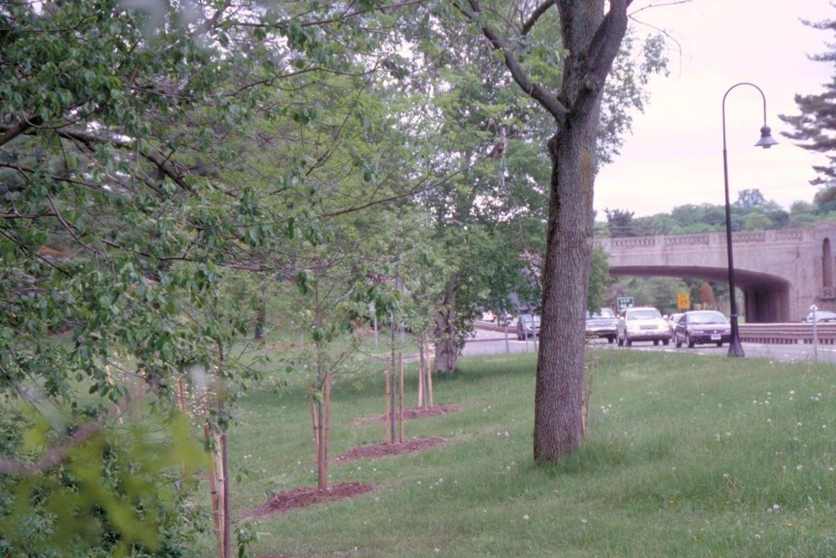 Young and old trees show the care taken by highway maintainers to keep the roadsides of the Merritt Parkway beautiful. One of the bridges is visible, as is the road itself.