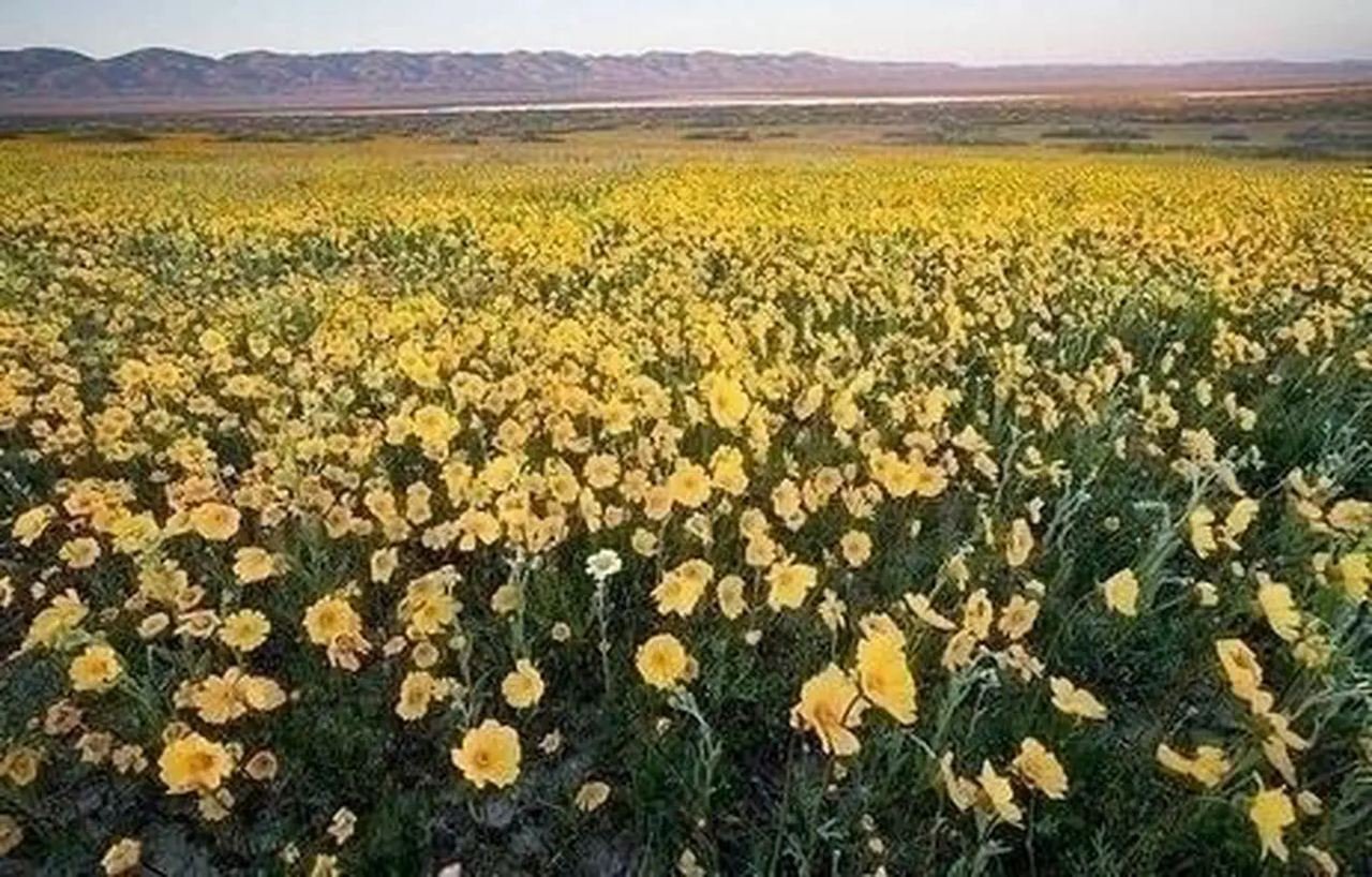 Carrizo Plain National Monument