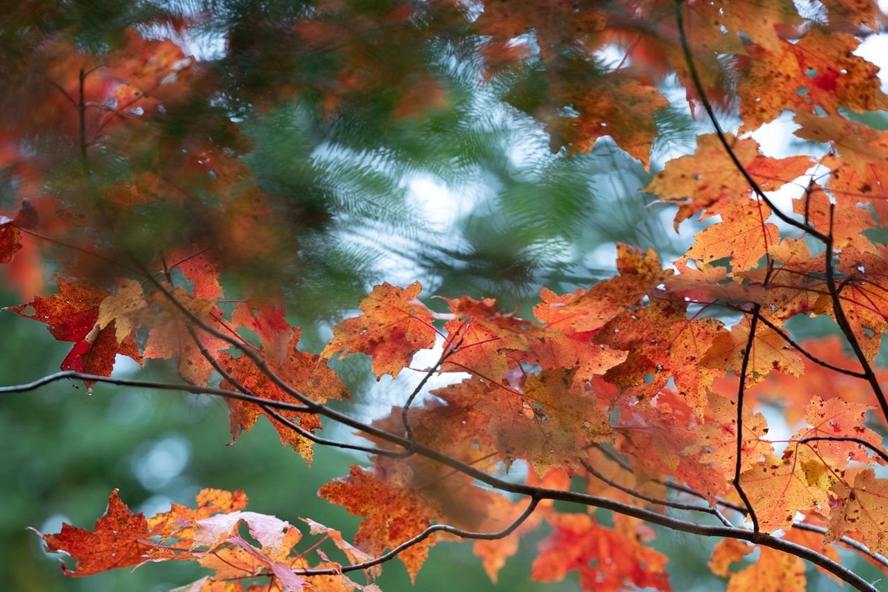 Red and orange fall foliage hangs off dark branches on a green background. 