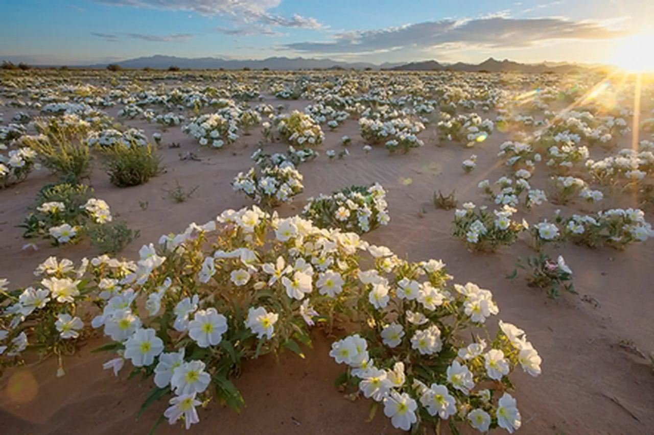 Cadiz Dunes Wilderness in the Mojave Trails National Monument