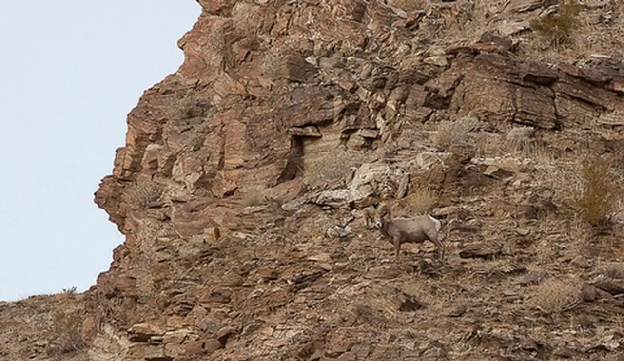 Big Horn Sheep