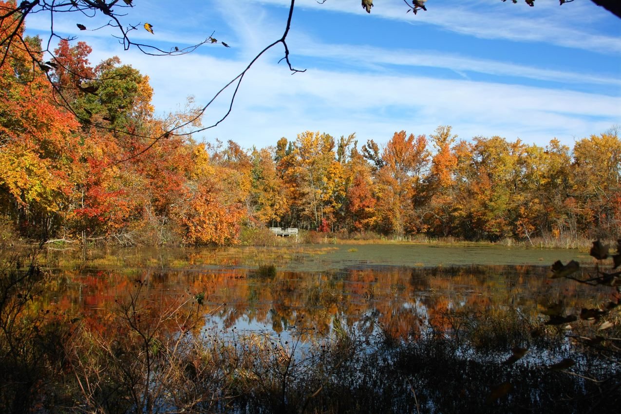 Trees with colorful autumn leaves surround a large pond and reflect off of its surface.