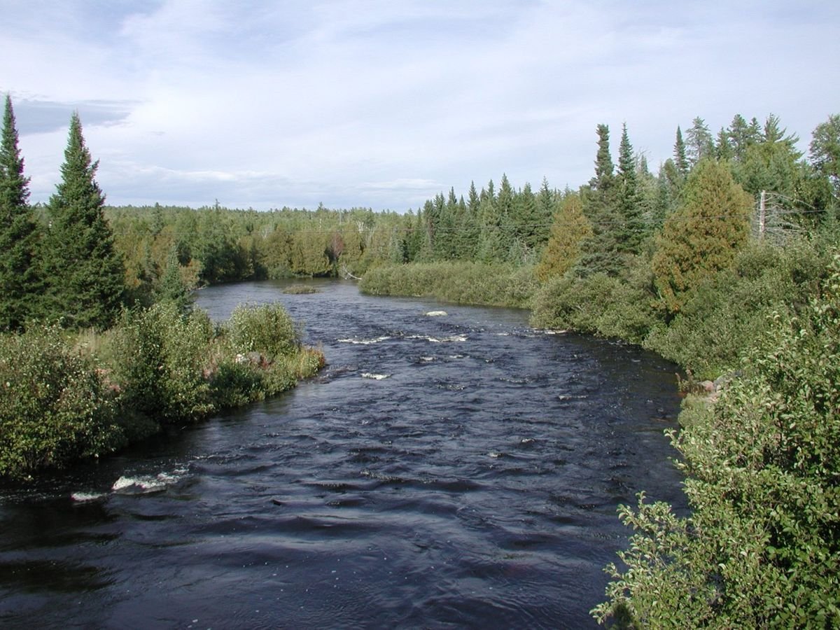 The North Brule River in high water flows between alder and spruce trees on its bank. A series of shallow rapids form ripples on the river.