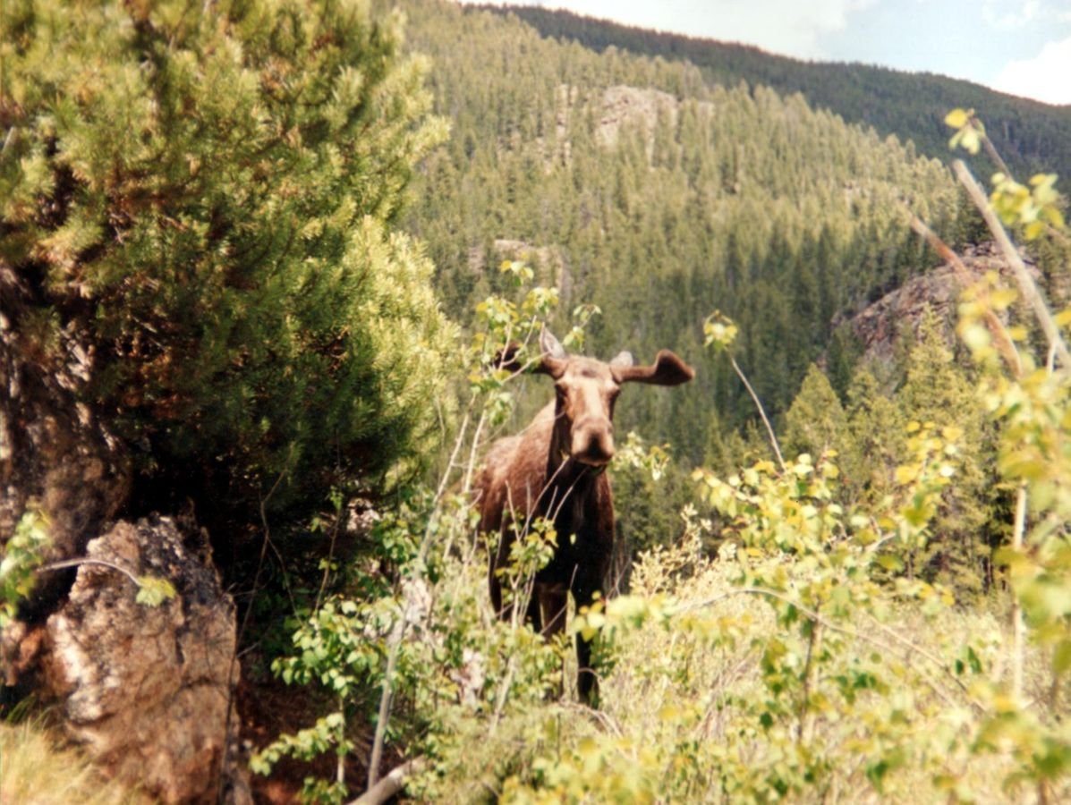 A moose lurks between the brush along Colorado River Headwaters.