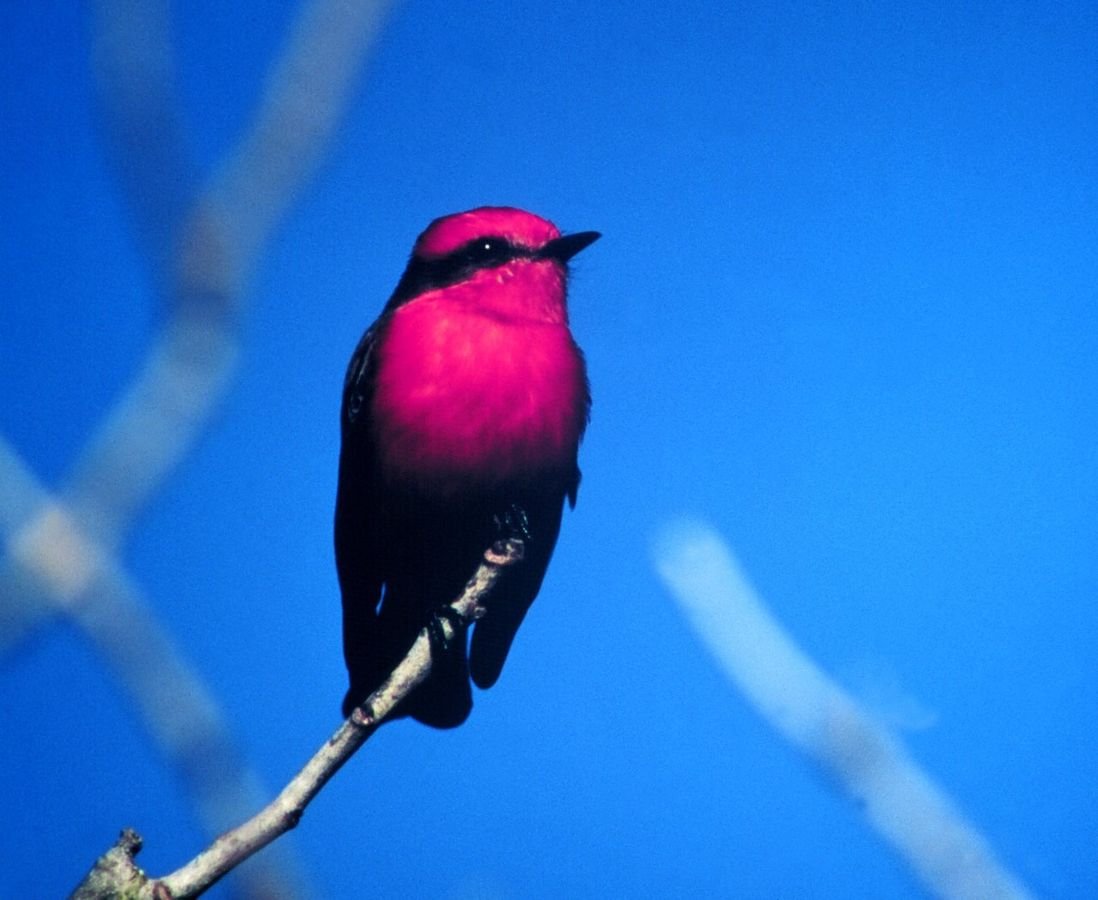 The bright red plumage of the Vermillion Flycatcher stands out against a vivid blue sky on the Creole Nature Trail All-American Road.
