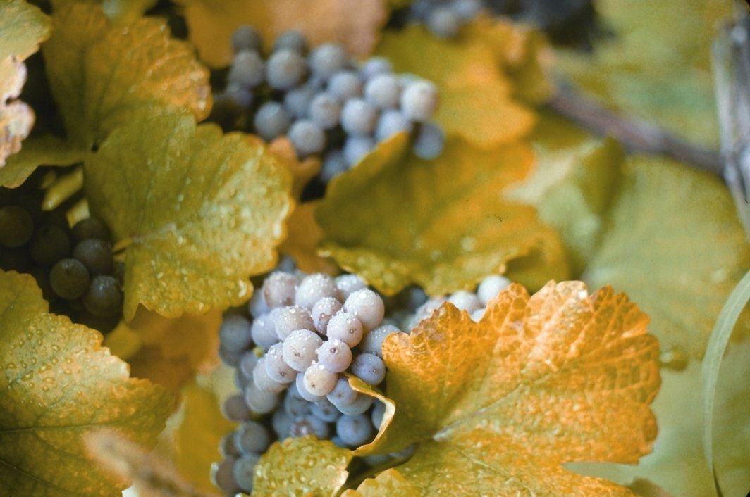 The microclimate along the shore of Lake Erie allows the region to produce the most Concord grapes in the world. The area is home to numerous vineyards and the Welch's corporation.