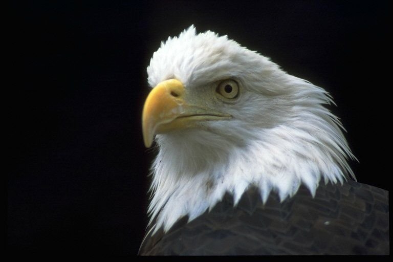 The symbol of the United States of America, the bald eagle can be seen in its natural habitat at the Wildlife Prairie State Park.