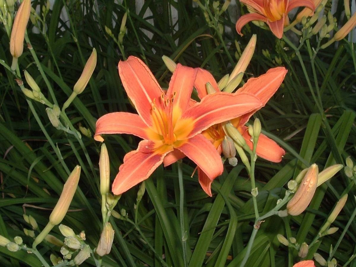Spring flowers such as this bright daylily fill the landscape at Williamsburg, Virginia.