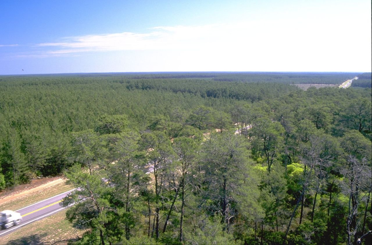 The Florida Black Bear Scenic Byway passes through unbroken miles of sand pine and xeric oak forest, some of the rarest natural habitat in North America. The photograph was taken from atop the historic Central Fire Tower, and gives a birds eye view of the highway and forest.