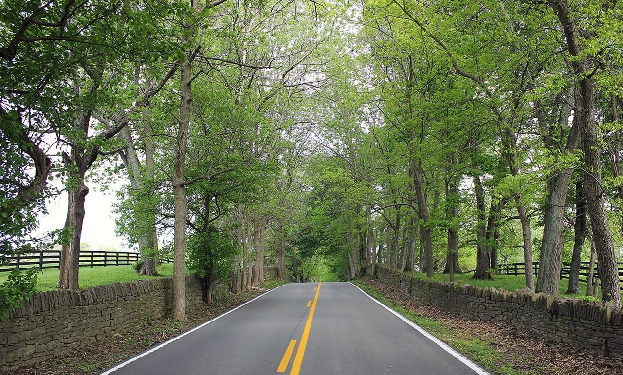 Untold years of travel along the route that originated as a buffalo trail or "trace", have carved the roadbed below the level of pastures along either side. Dry-laid limestone fences define the road’s tree-lined corridor.