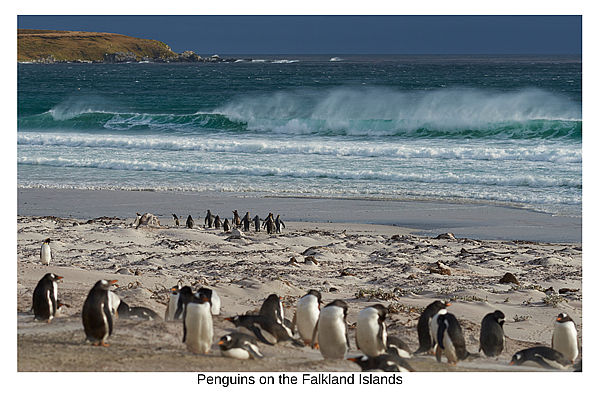 Falkland Island